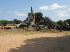 remains of the cotton tree