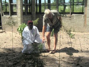 Ian and Mr Darboe discussing the trial plants