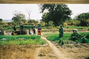 village garden where the Artemisia plants will be grown