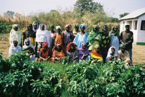 village garden where the Artemisia plants will be grown