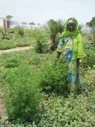 Artemisia plants at Jarreng