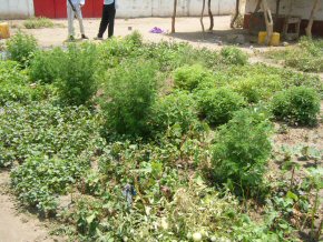 Artemisia plants at Jarreng