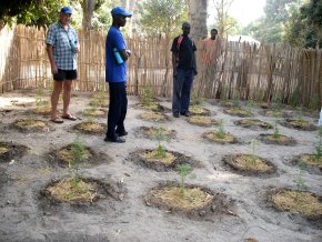 Ian and Wandifa with Kebba, a NARI field worker, at a Bakalarr trial plantation