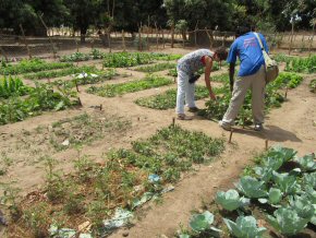 Bakalarr vegetable gardens 2013