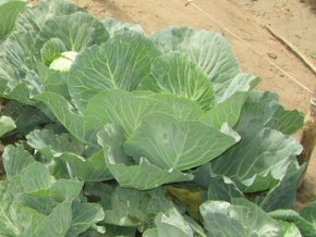 one of the excellent cabbages