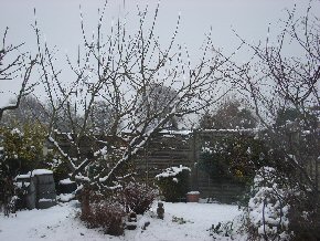 snowy garden