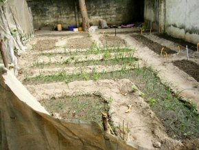 well tended vegetable garden