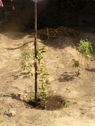 The orange tree planted in memory of Ian