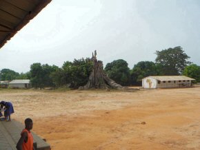 The elephant tree brought down by a storm a few years ago at Albreda Lower Basic