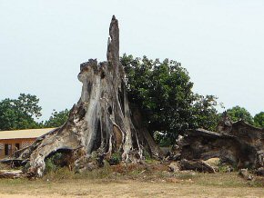 The elephant tree brought down by a storm a few years ago at Albreda Lower Basic