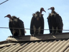 some vultures