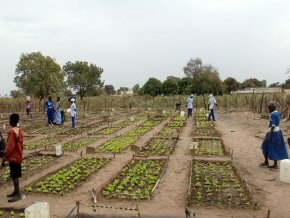 Misera BCS vegetable garden