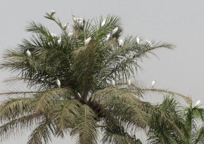 egrets in the trees at Sand Beach