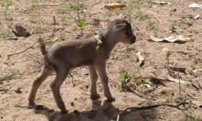 baby goat