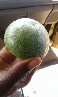 mystery fruit (outside)