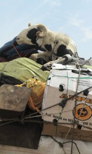 luggage with horns!