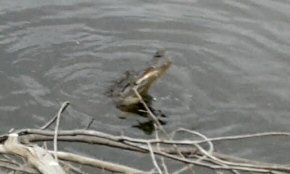 crocodile with a fish