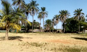 a large Gambian school with a huge shady compound