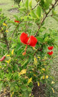 Plant in garden at Sand Beach