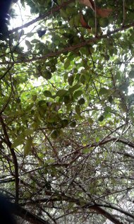 tree laden with fruit