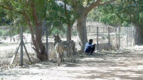 A rustic scene at Gambia College