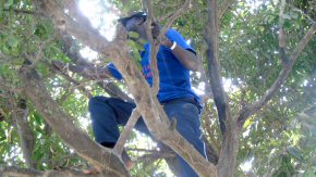 Abdoulie on a quest for oranges