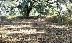 Hives in forest glade