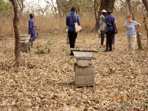 Inspecting the hives at Mayork LBS