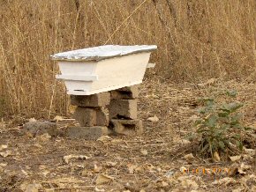 Inspecting the hives at Mayork LBS