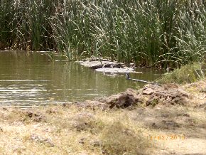 Crocodiles at Calypso Bar