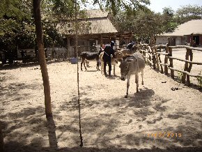 paddock and stables at Makasutu