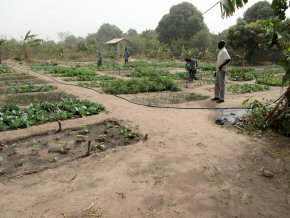 general view of Banyaka LBS vegetable garden