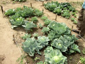 some excellent cabbages in Banyaka LBS vegetable garden