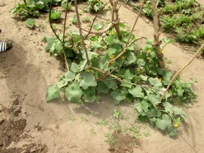 cucumbers or courgettes?