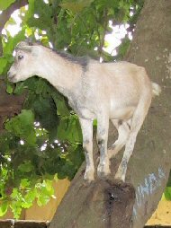 Eli's son up a tree