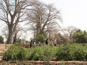 crops in the garden