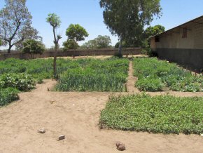 healthy crops of vegetables in the school garden