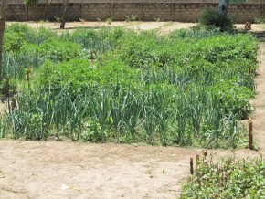 healthy crops of vegetables in the school garden