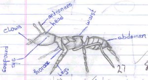 another pencil drawing of an ant as seen under a microscope