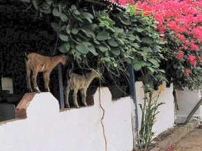 goats on the caf wall