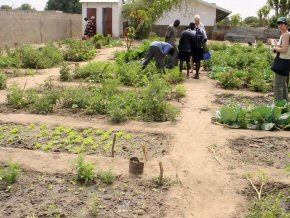 more of the school vegetable garden