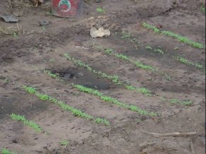 the plot showing the first few rows of seedlings, just a few centimetres high