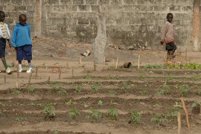 the school garden