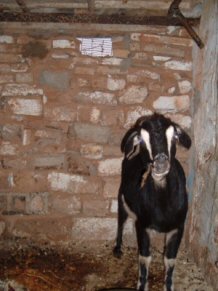 'Lucky' the goat (Lucky it didn't get eaten that morning).