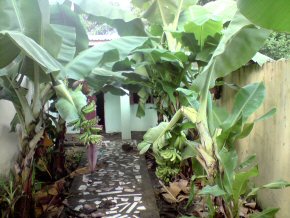 banana plants