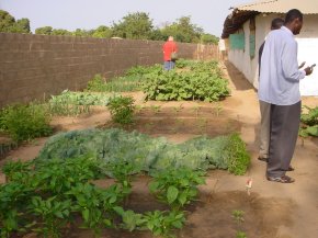 plots of well grown vegetables at Bakalarr