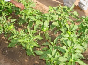 green peppers in one of the vegetable beds