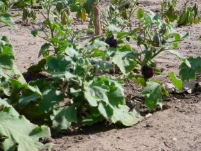 an impressive row of vegetables (type of cabbage?) at Bakalarr school