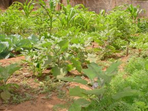 more green vegetables at Bakau New Town school