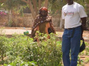 harvesting vegetables at Bakau New Town school